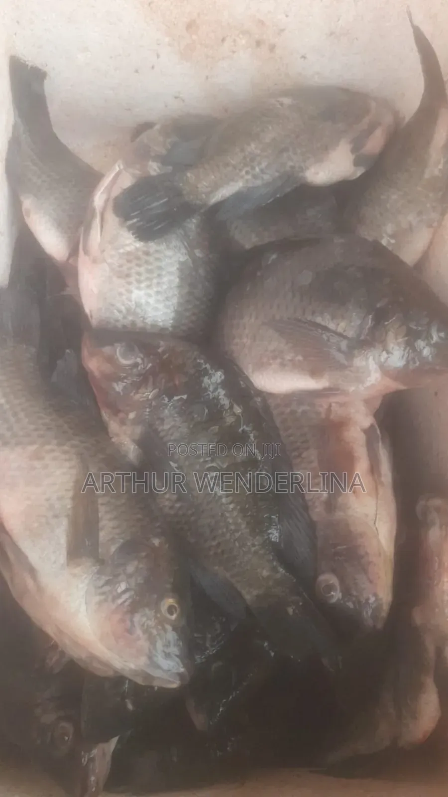 Fresh and Hygienic Voltage Cash Tilapia (3 Pieces)
