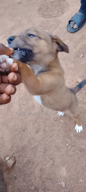 1-3 months Male Mixed Breed Dog