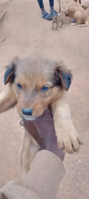 1-3 months Male Mixed Breed Dog