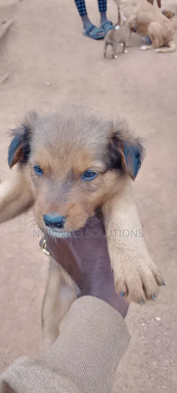 1-3 months Male Mixed Breed Dog