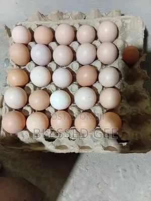 Sasso Fertile Eggs Available