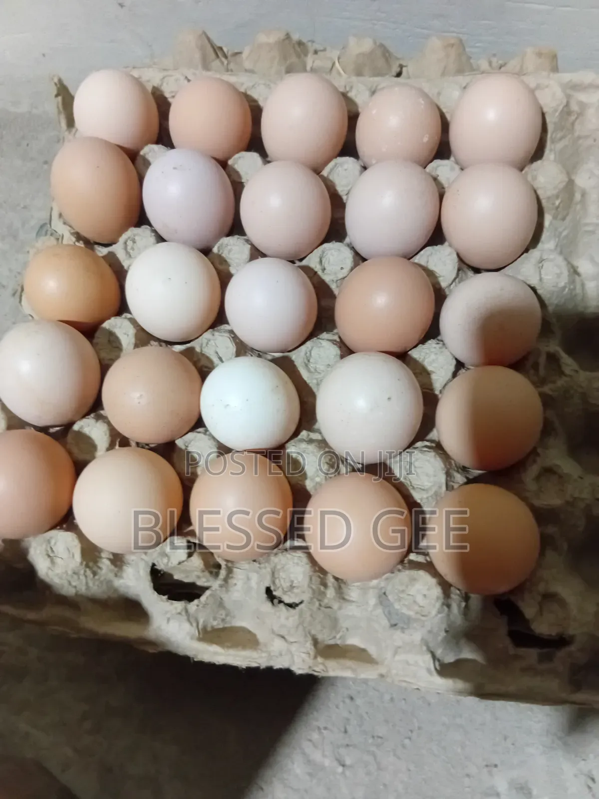 Sasso Fertile Eggs Available