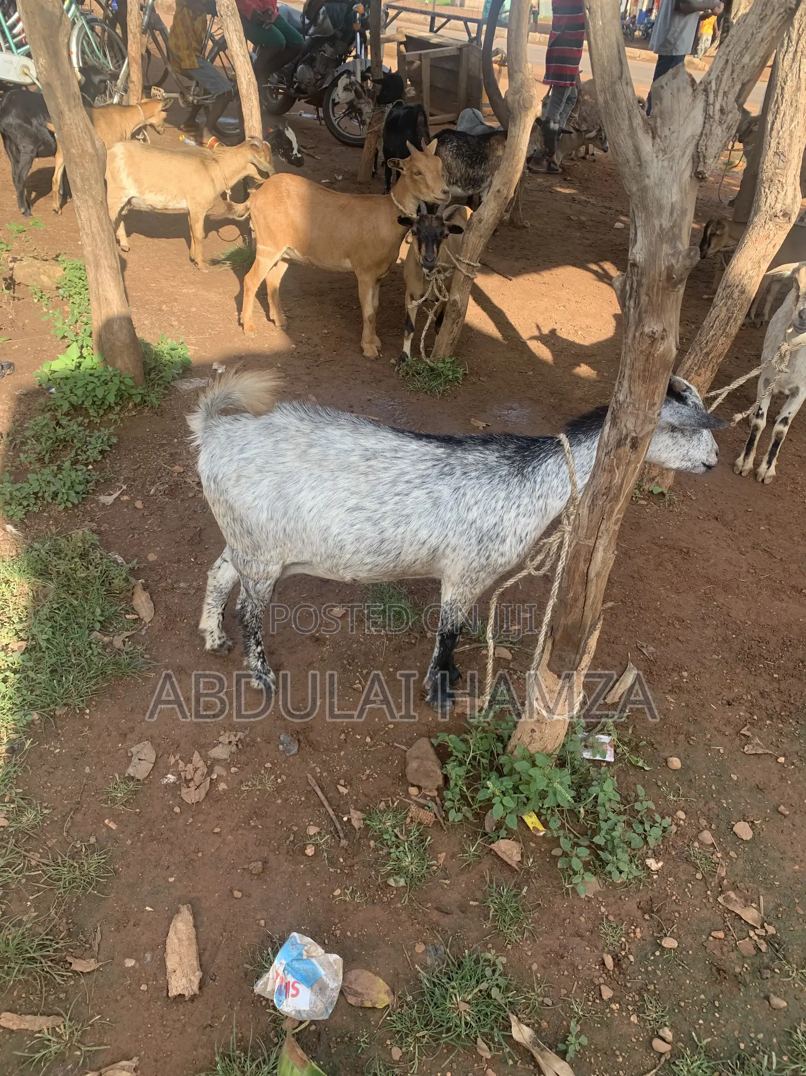 Abdulai Hamza