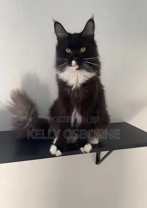1-3 months Male Purebred Maine Coon