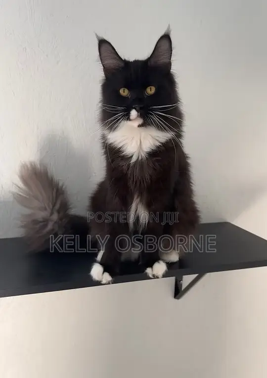 1-3 months Male Purebred Maine Coon