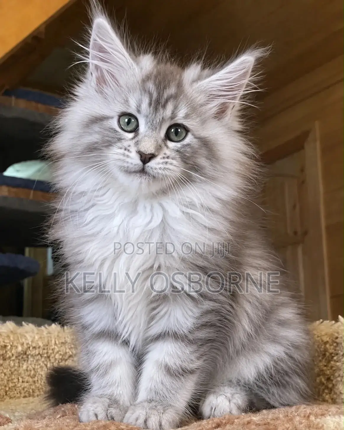 1-3 months Male Purebred Maine Coon
