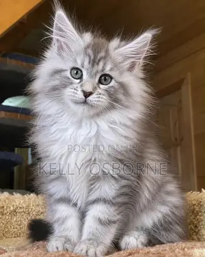 1-3 months Male Purebred Maine Coon
