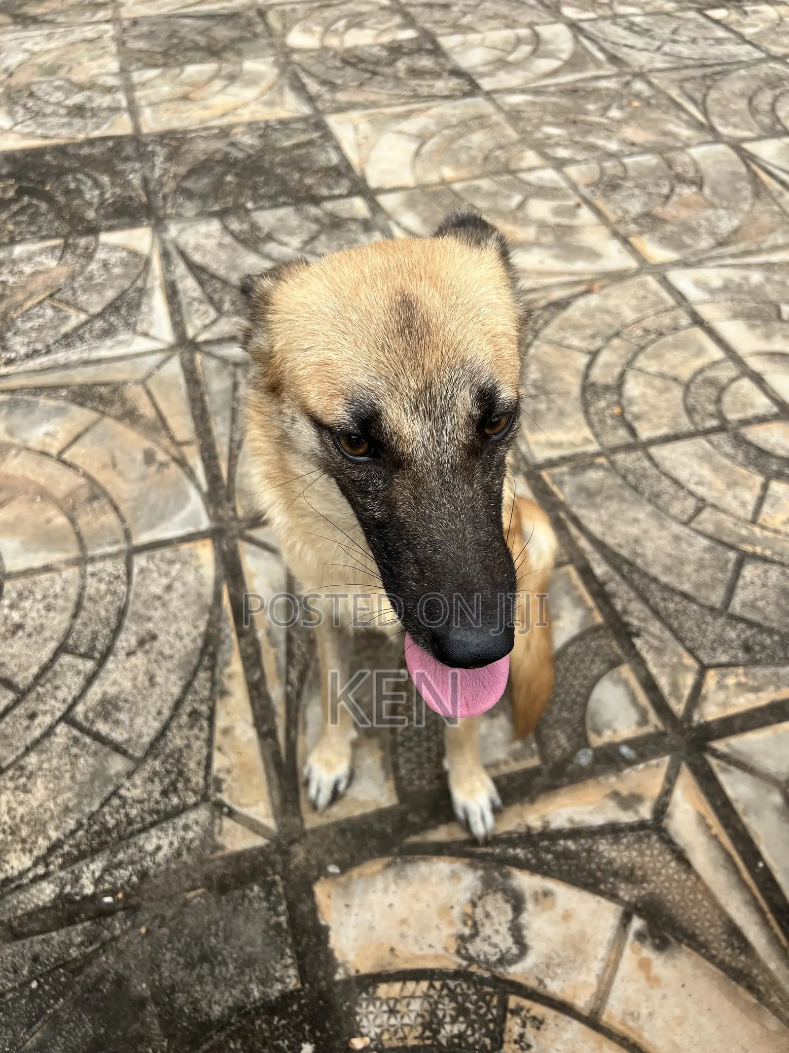 1+ year Female Mixed Breed German Shepherd