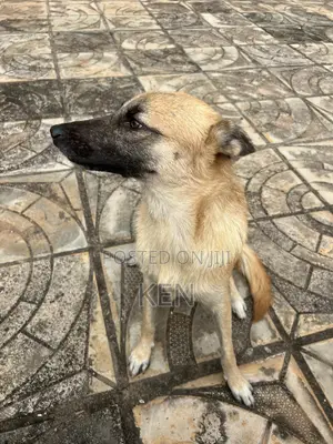 1+ year Female Mixed Breed German Shepherd