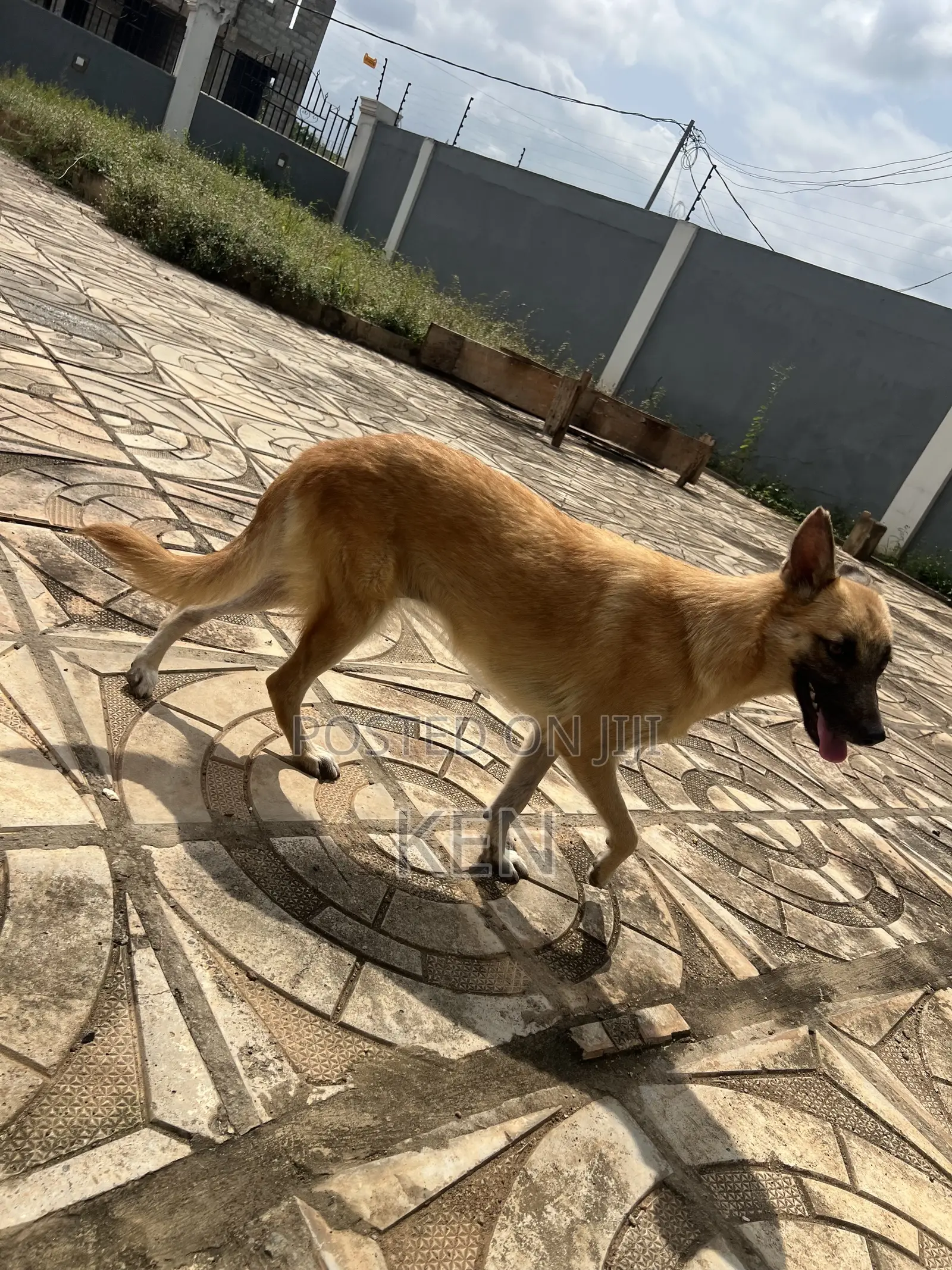 1+ year Female Mixed Breed German Shepherd