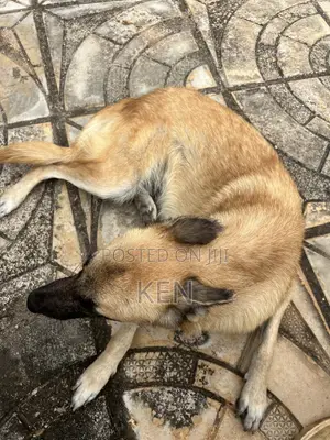 1+ year Female Mixed Breed German Shepherd