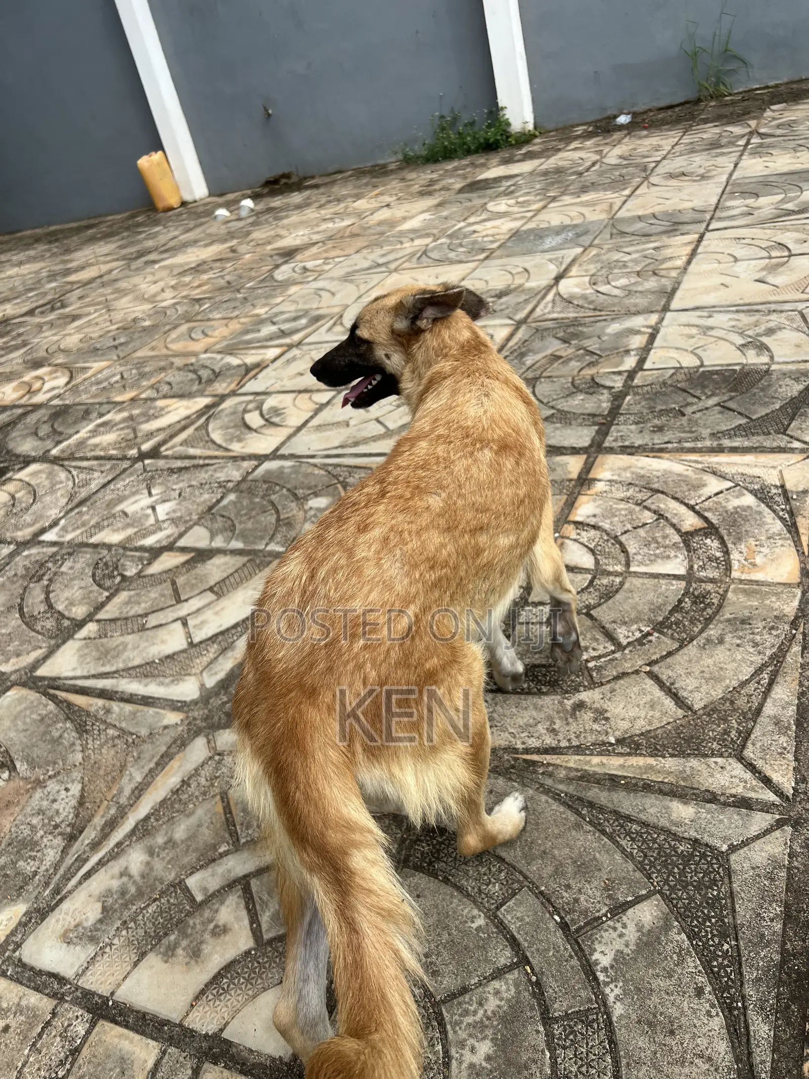 1+ year Female Mixed Breed German Shepherd