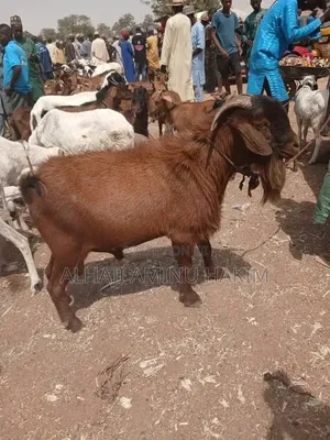Big Male Goat Seller
