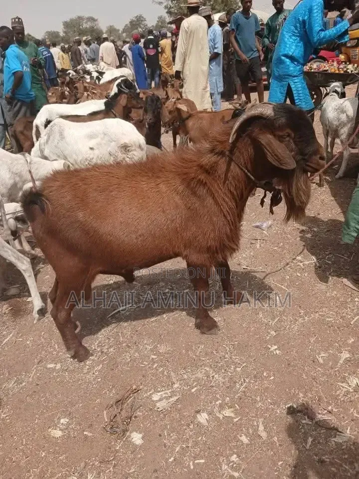 Big Male Goat Seller