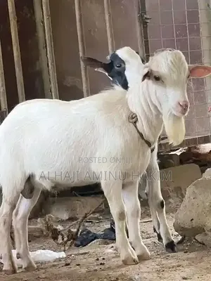 Nice Goat Seller