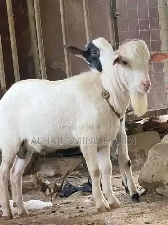 Nice Goat Seller