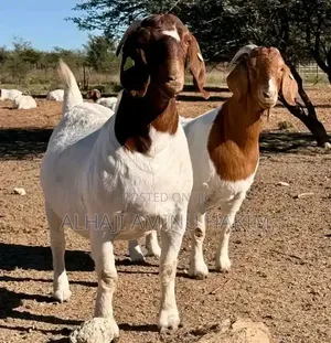 Nice Female S Boear Goat Seller