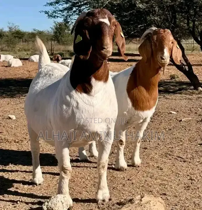 Nice Female S Boear Goat Seller