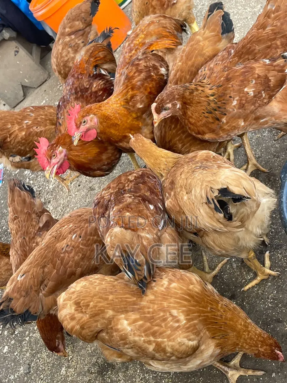 Matured Chicken for Sale
