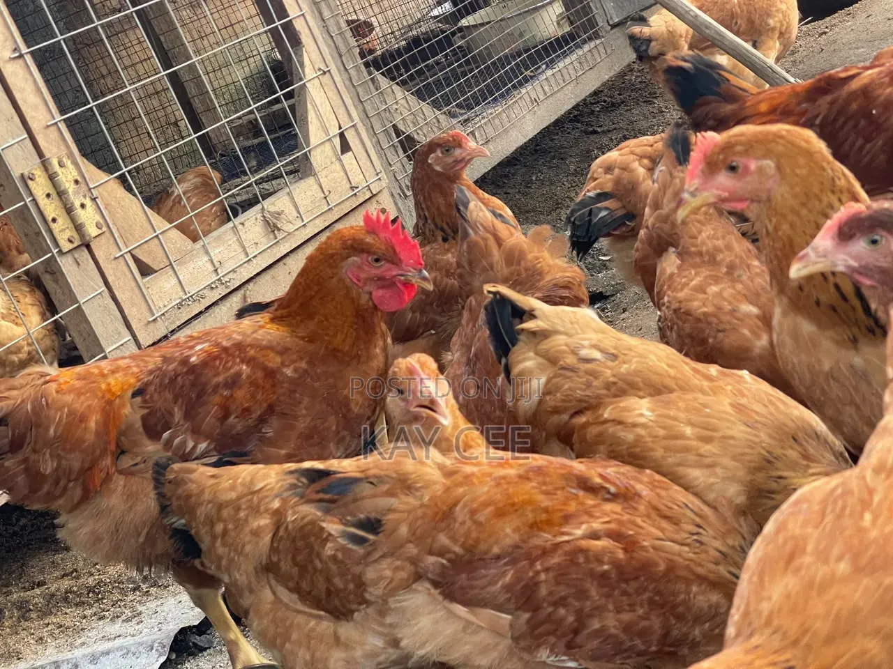 Matured Chicken for Sale