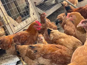 Matured Chicken for Sale