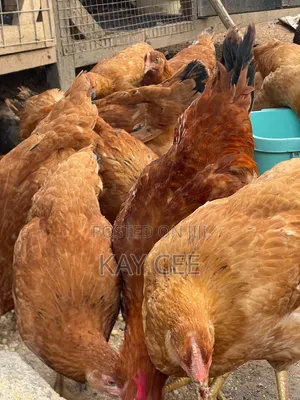 Matured Chicken for Sale