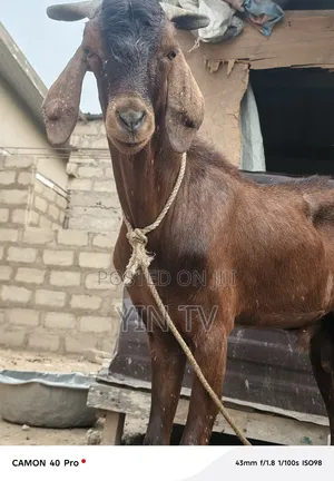 Goat for Starting a Farm