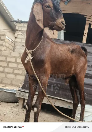 Goat for Starting a Farm