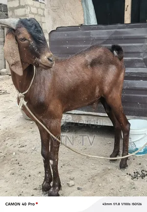 Goat for Starting a Farm