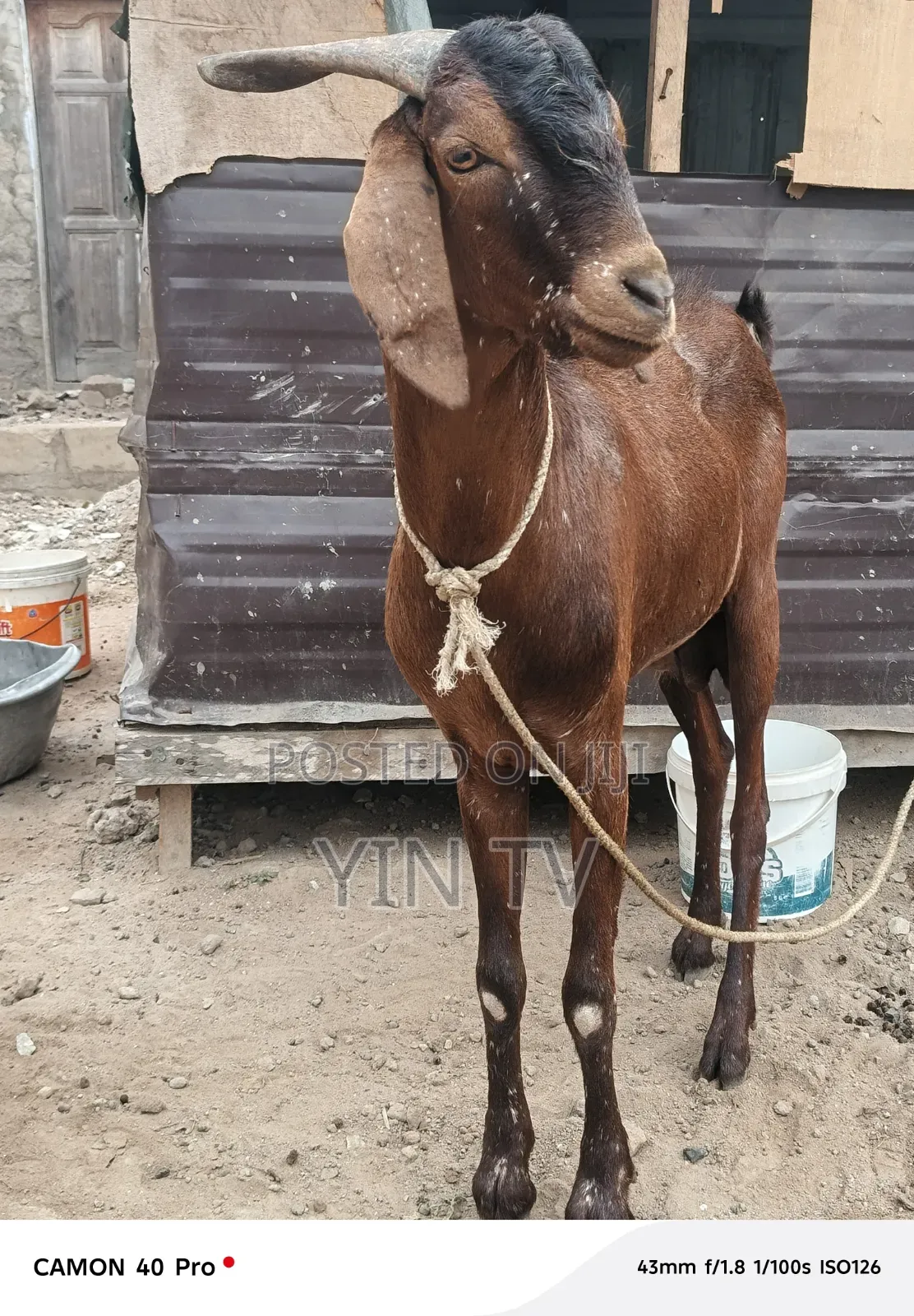 Goat for Starting a Farm