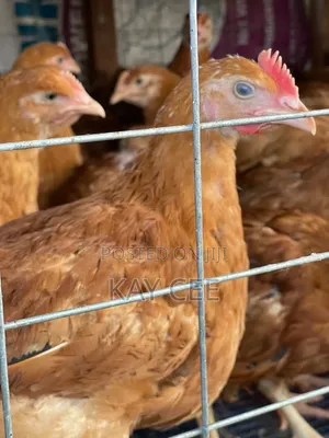 7 Weeks Old Chickens for Sale