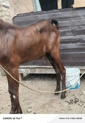 Goat for Starting a Farm