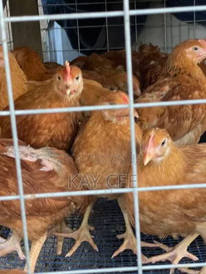7 Weeks Old Chickens for Sale