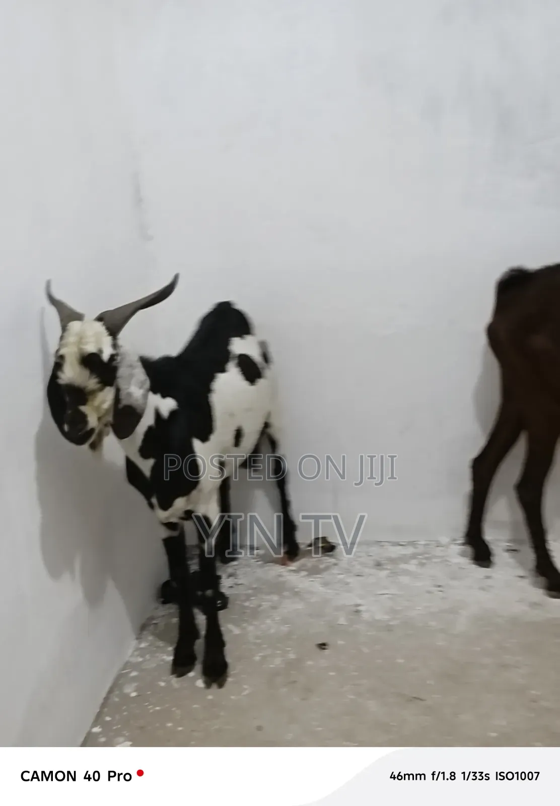 Goat for Starting a Farm