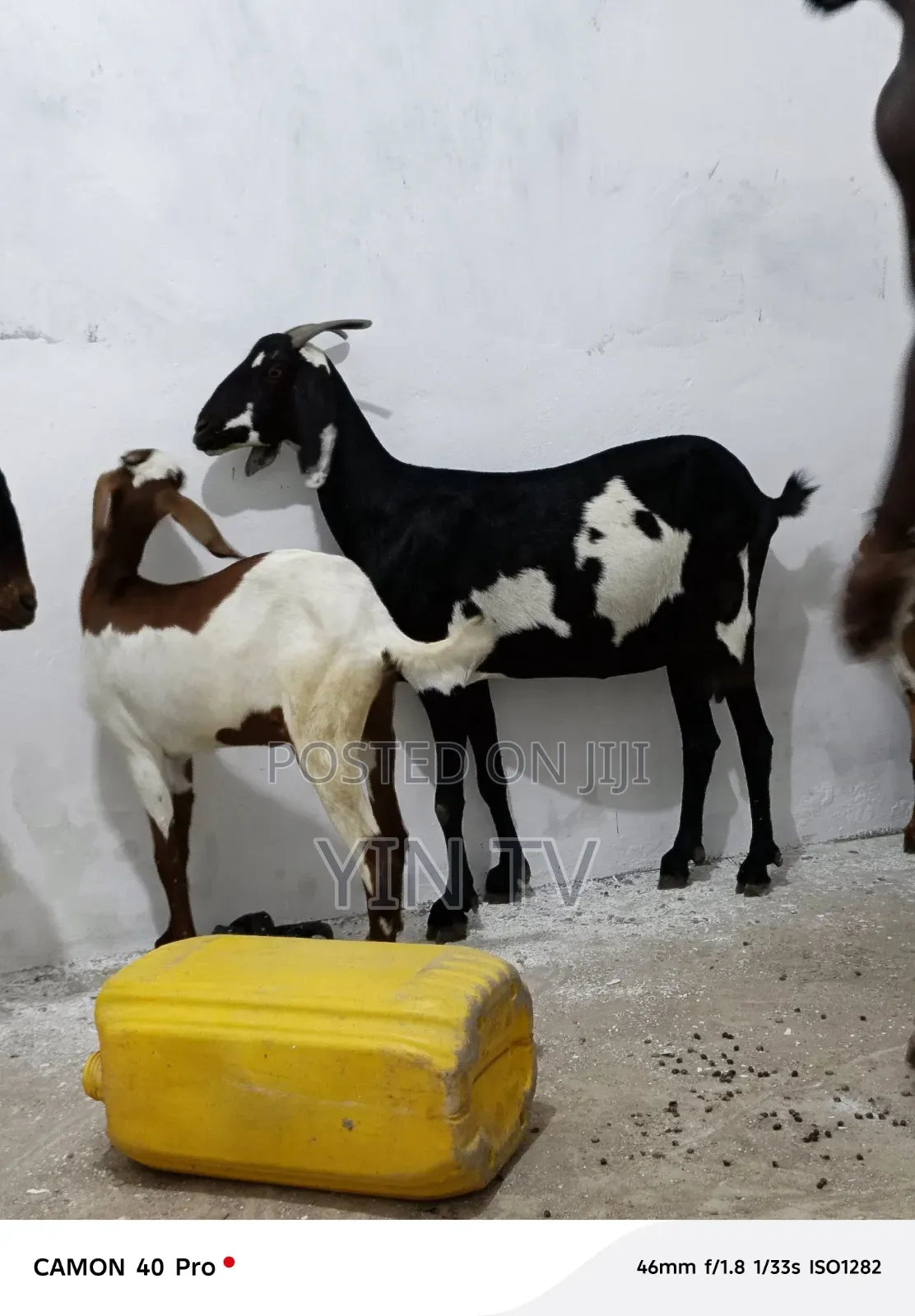 Goat for Starting a Farm
