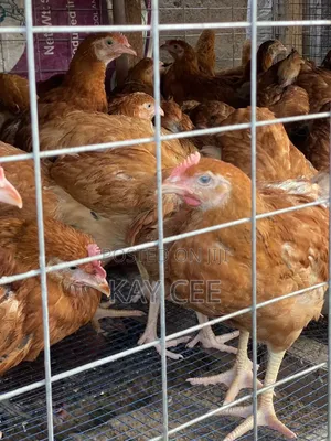 7 Weeks Old Chickens for Sale