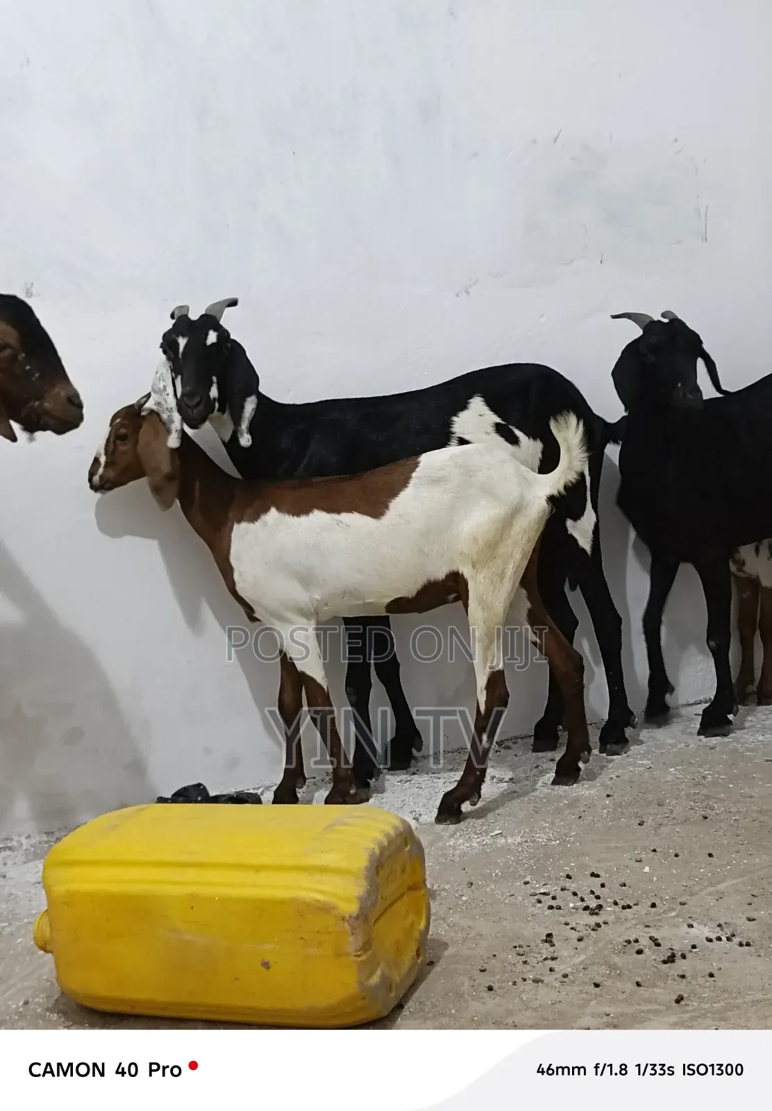 Goat for Starting a Farm