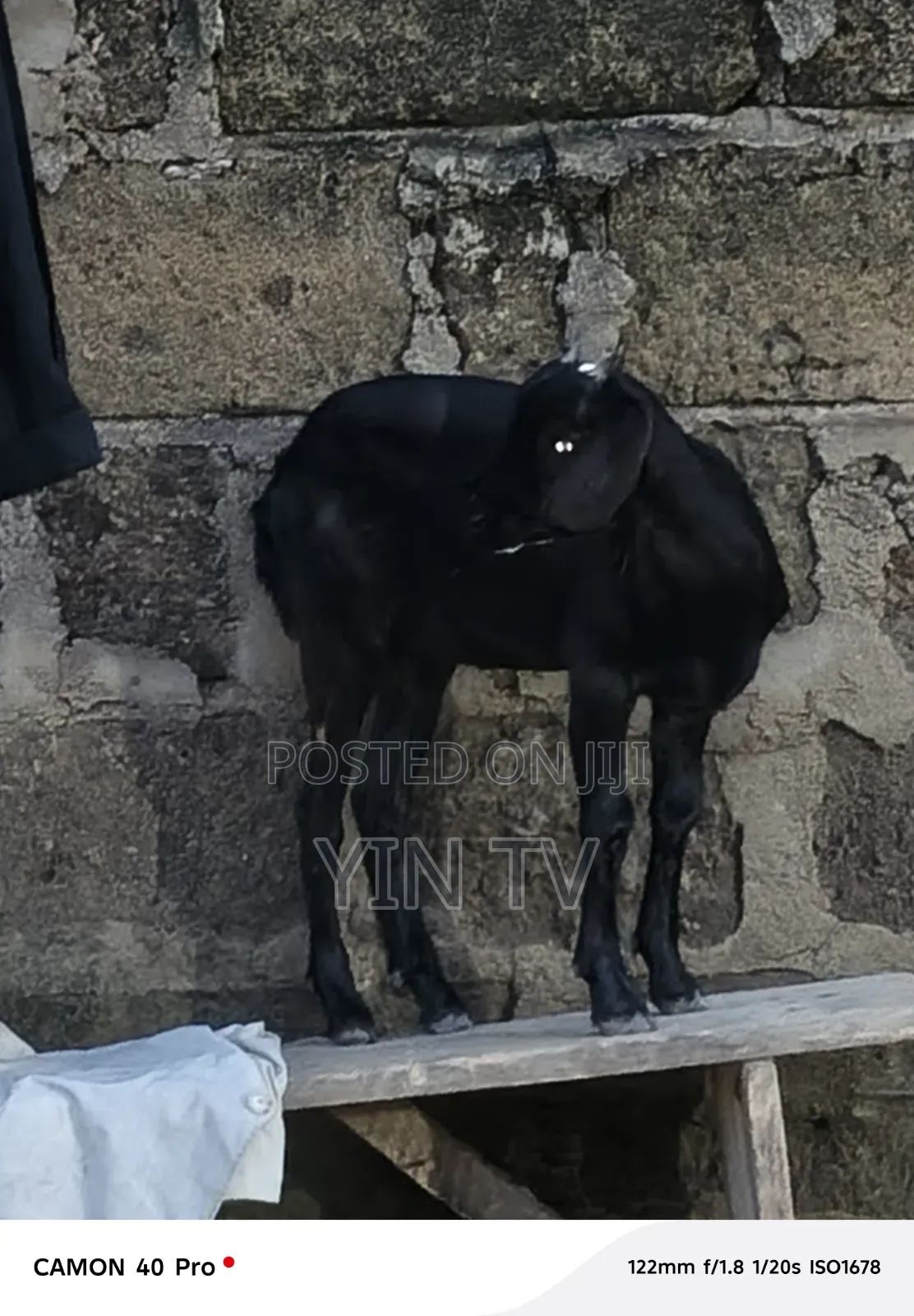 Goat for Starting a Farm