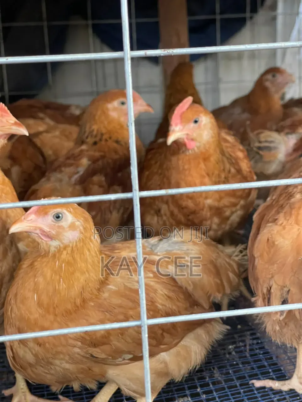 7 Weeks Old Chickens for Sale