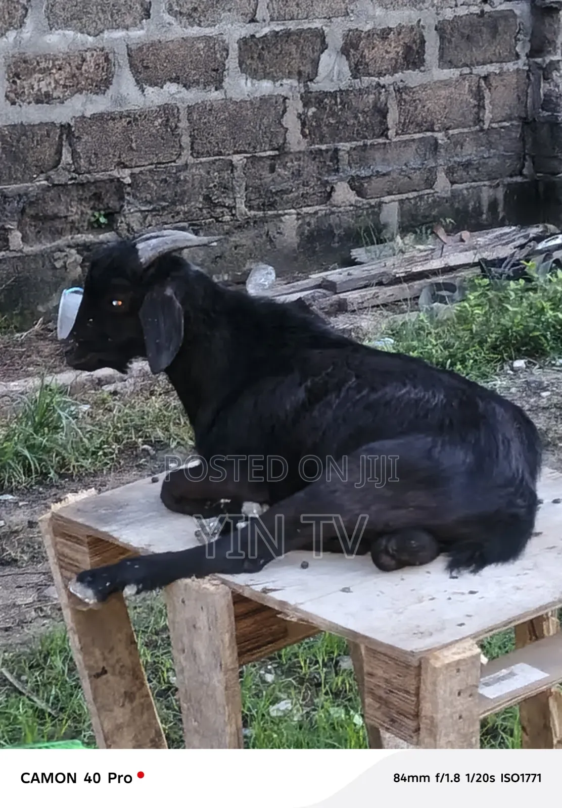 Goat for Starting a Farm