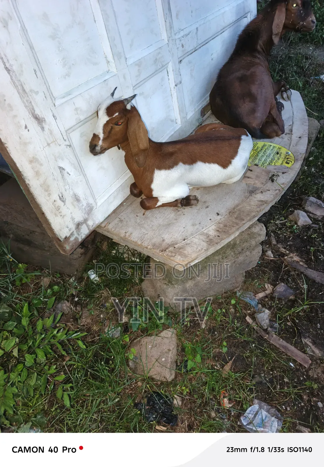 Goat for Starting a Farm