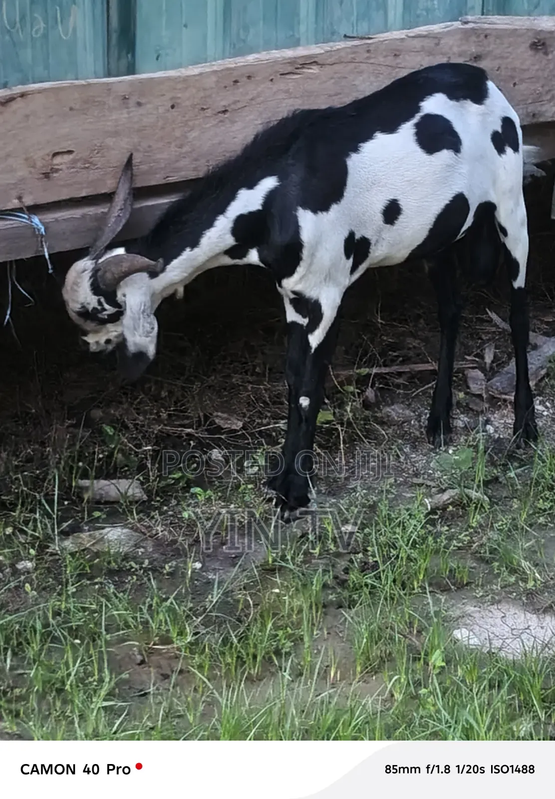 Goat for Starting a Farm