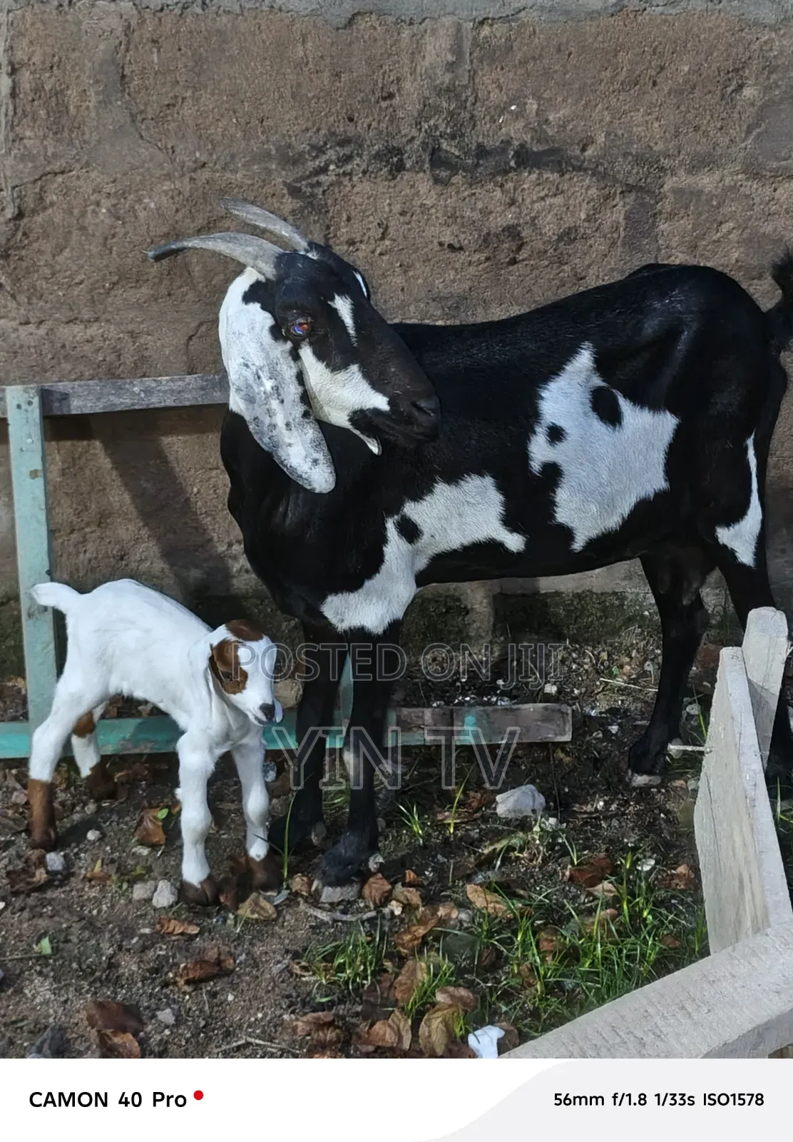 Goat for Starting a Farm