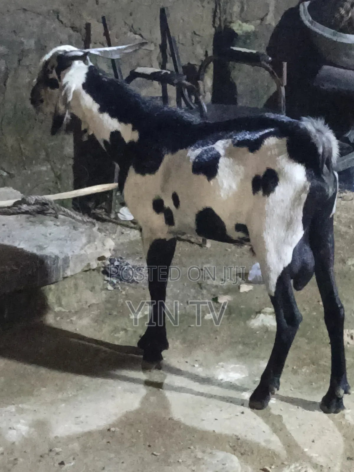Goat for Starting a Farm