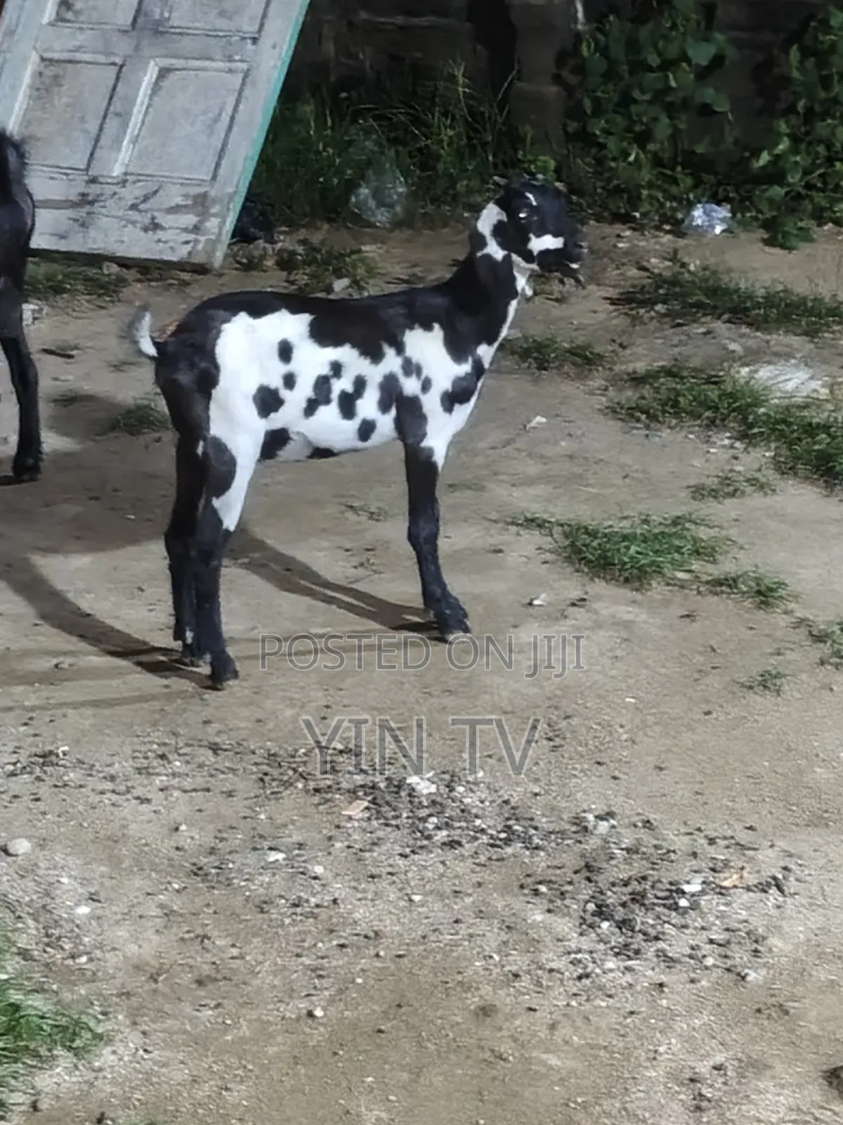 Goat for Starting a Farm