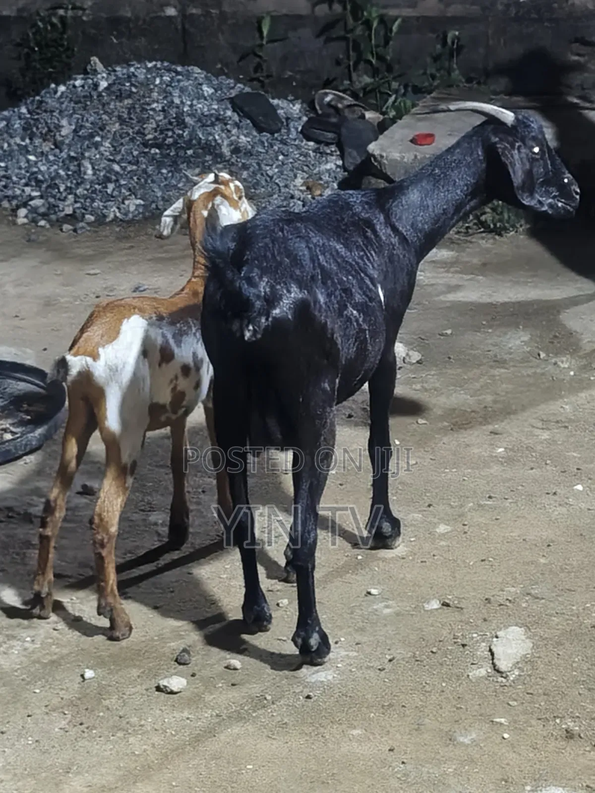 Goat for Starting a Farm