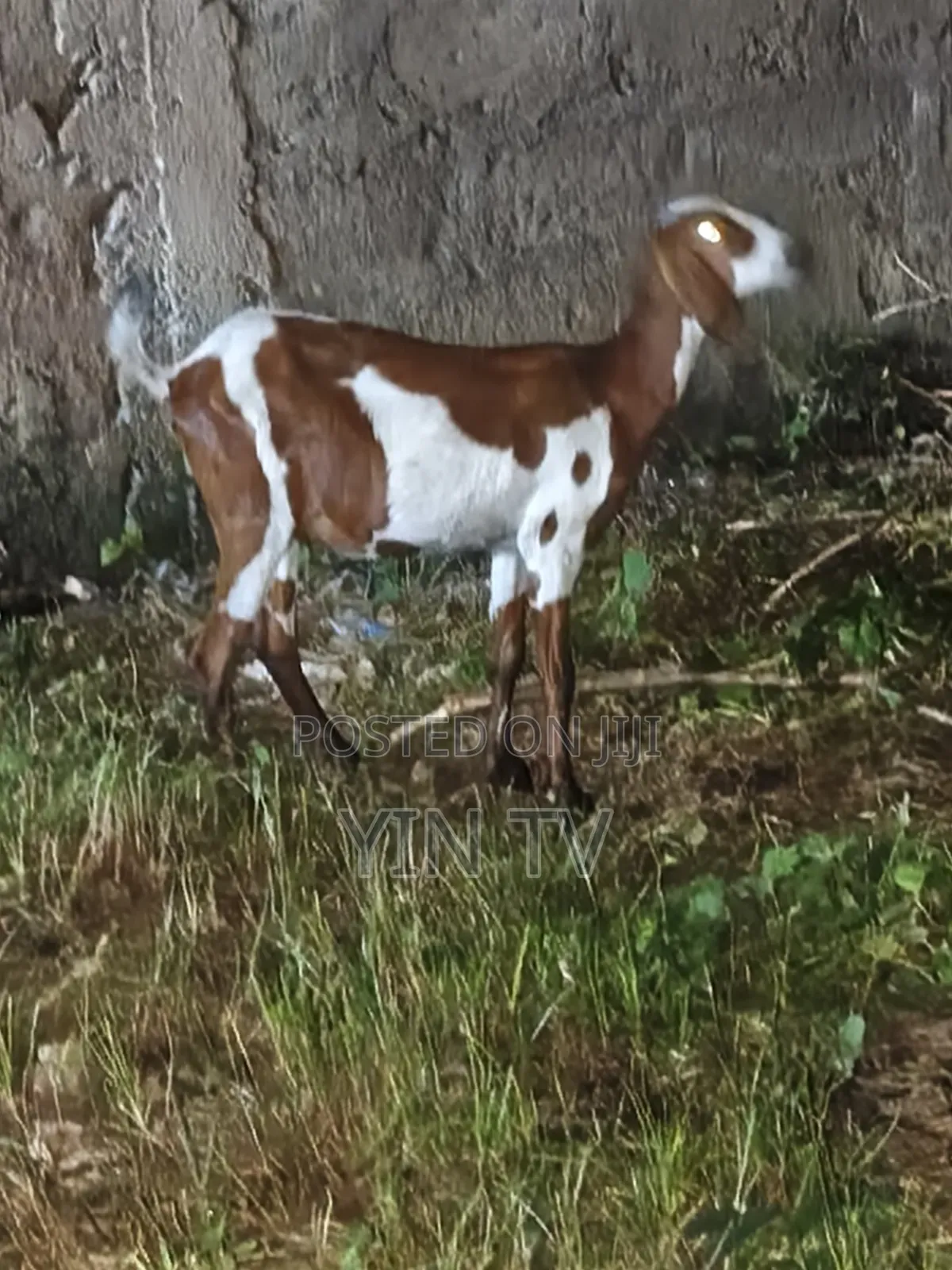 Goat for Starting a Farm