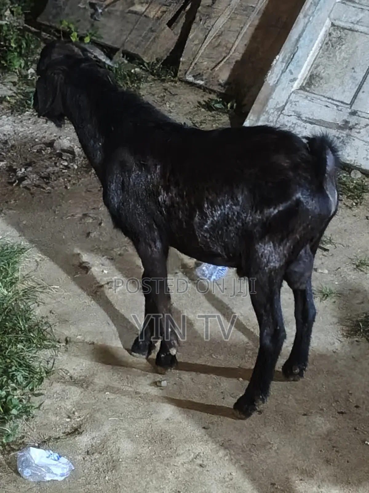 Goat for Starting a Farm