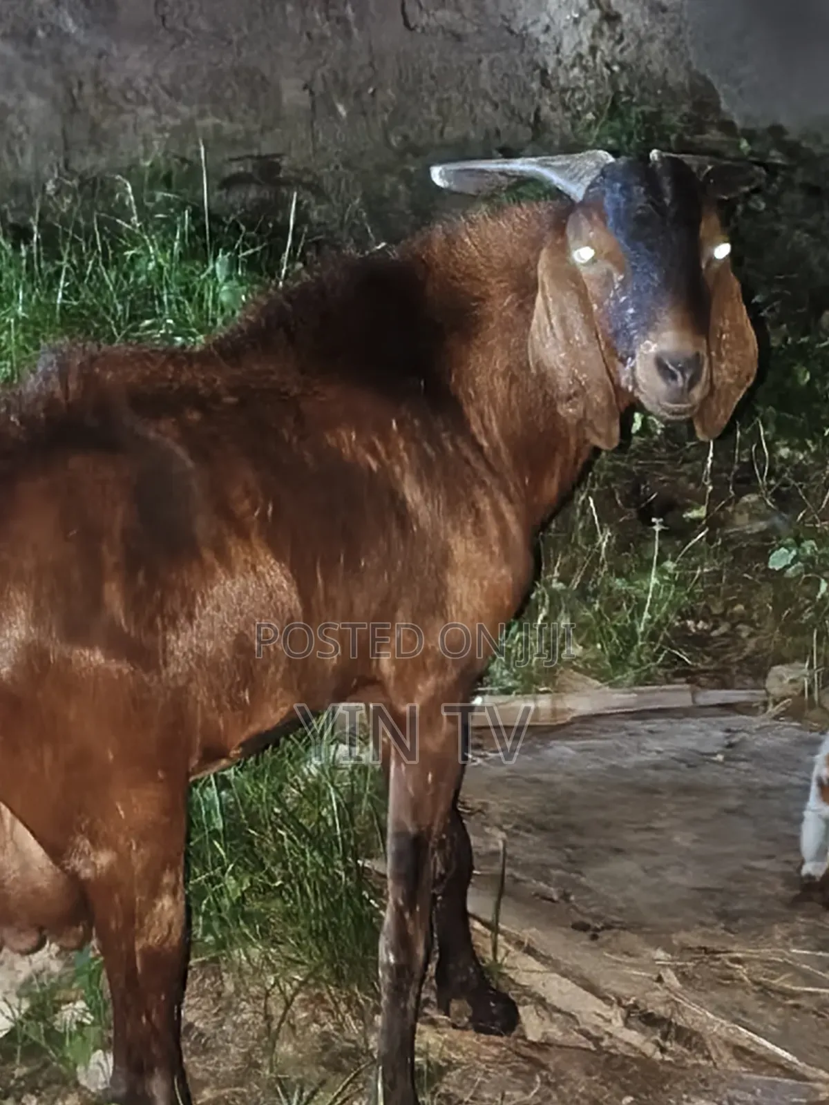 Goat for Starting a Farm