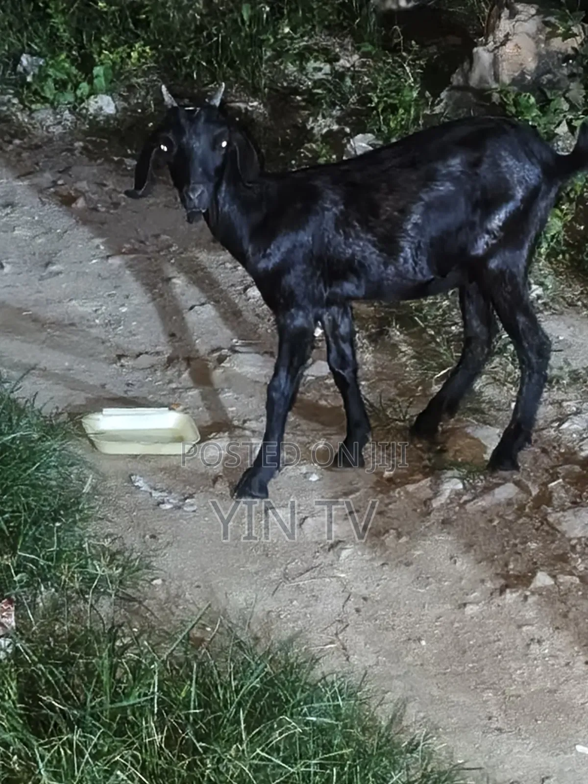 Goat for Starting a Farm